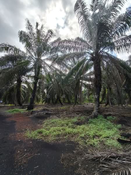 Tanah Pertanian untuk Dijual di Pontian (Johor) - Amber Hew - PropertyGuru.com.my
