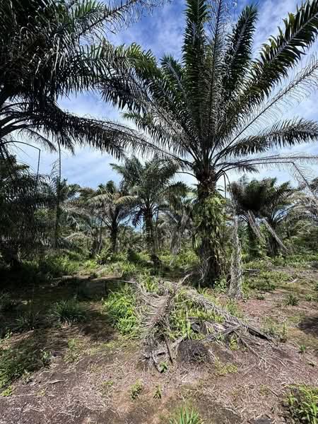 Tanah Pertanian untuk Dijual di Pontian (Johor) - Arshad . - Exterior - PropertyGuru.com.my