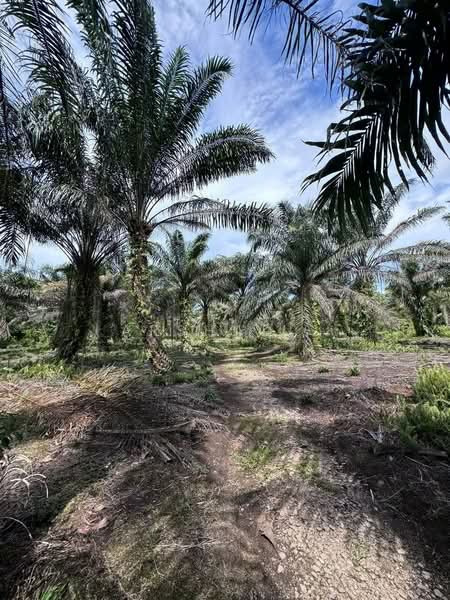 Tanah Pertanian untuk Dijual di Pontian (Johor) - Arshad . - Garden - PropertyGuru.com.my