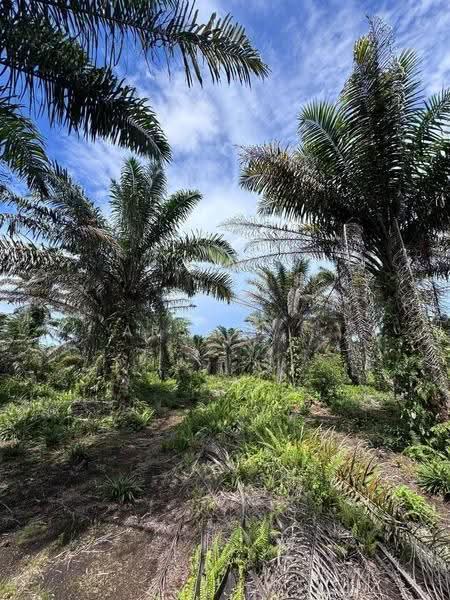 Tanah Pertanian untuk Dijual di Pontian (Johor) - Arshad . - Garden - PropertyGuru.com.my