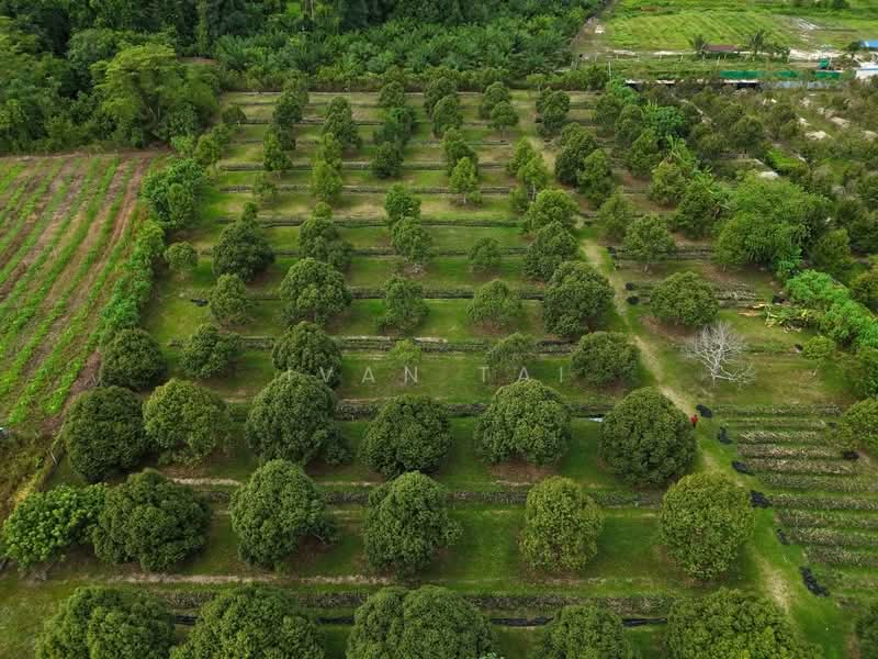 Agricultural Land for Sale in Kuala Kangsar (Perak) - Ivan Tai - PropertyGuru.com.my