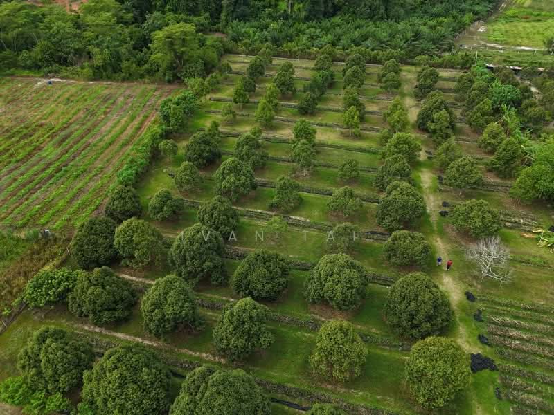Agricultural Land for Sale in Kuala Kangsar (Perak) - Ivan Tai - PropertyGuru.com.my