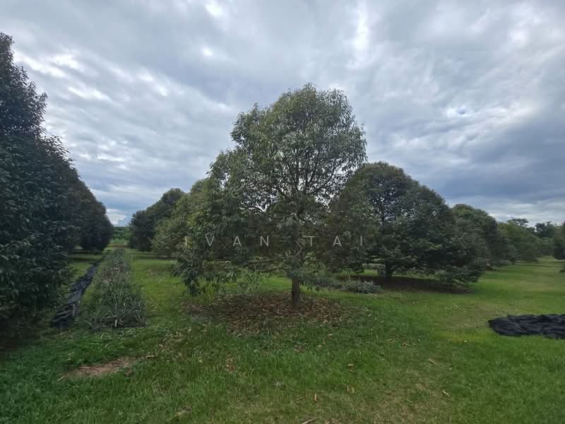 Agricultural Land for Sale in Kuala Kangsar (Perak) - Ivan Tai - PropertyGuru.com.my