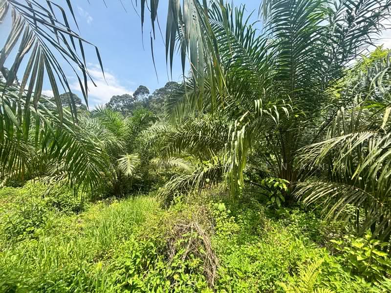 Tanah Pertanian untuk Dijual di Damak (Pahang) - Aiman Bin Hasnan - Exterior - PropertyGuru.com.my