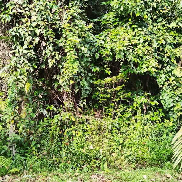 Residential Land for Sale in Saujana Utama (Selangor) - James Yim - Site 1 - PropertyGuru.com.my