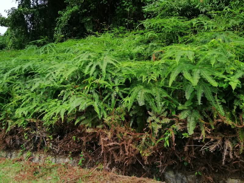 Residential Land for Sale in Saujana Utama (Selangor) - James Yim - Site 2 - PropertyGuru.com.my