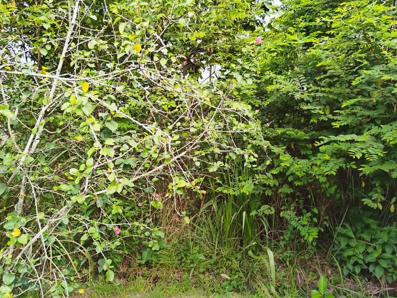 Residential Land for Sale in Saujana Utama (Selangor) - James Yim - Site 3 - PropertyGuru.com.my