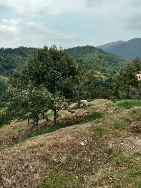 Agricultural Land for Sale in Kampung Sungai Pusu (Gombak) - Alicia Soo - Garden - PropertyGuru.com.my