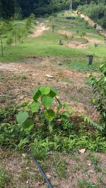 Agricultural Land for Sale in Kampung Sungai Pusu (Gombak) - Alicia Soo - Exterior - PropertyGuru.com.my