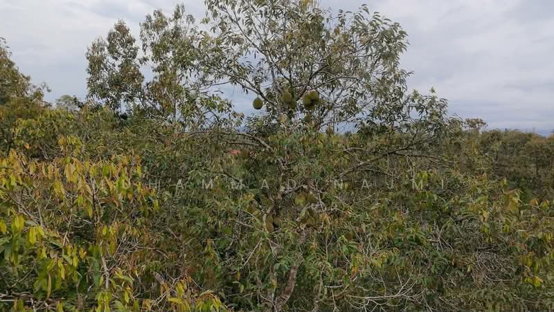 Agricultural Land for Sale in Kemaman (Terengganu) - Muhammad Najmi - Exterior - PropertyGuru.com.my