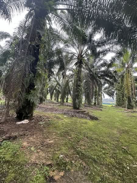 Agricultural Land for Sale in Kangkar Pulai (Skudai) - Ah Liang - Garden - PropertyGuru.com.my