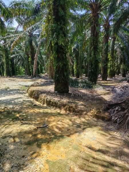 Agricultural Land for Sale in Kangkar Pulai (Skudai) - Ah Liang - Exterior - PropertyGuru.com.my
