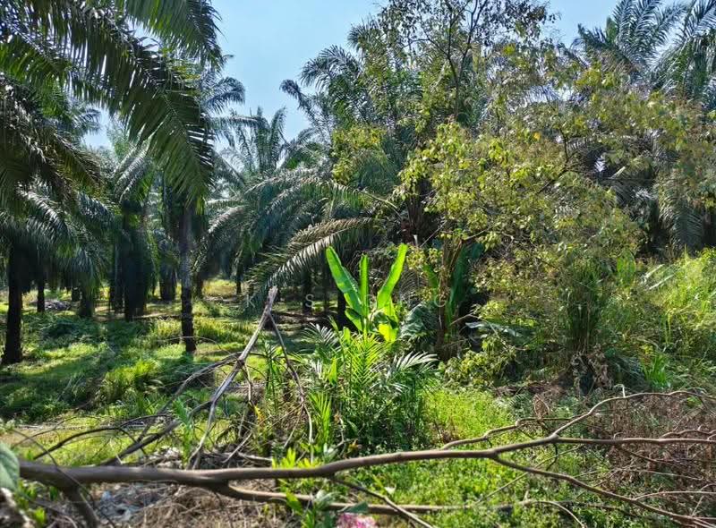 Agricultural Land for Sale in Yong Peng (Johor) - K S Ong - Garden - PropertyGuru.com.my