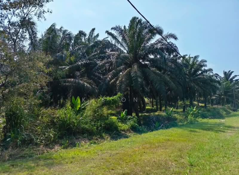 Agricultural Land for Sale in Yong Peng (Johor) - K S Ong - Garden - PropertyGuru.com.my