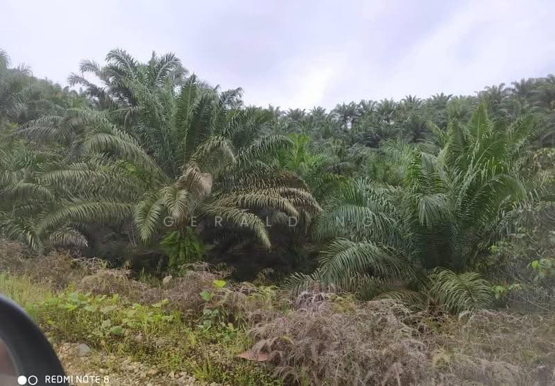 Tanah Pertanian untuk Dijual di Jeli (Kelantan) - Gerald Ng - Exterior - PropertyGuru.com.my