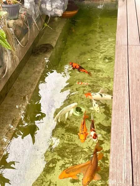 2-storey Terraced House for Sale in Sunway City Iskandar Puteri (Iskandar Puteri (Nusajaya)) - Zephyr Khoo - Garden - PropertyGuru.com.my