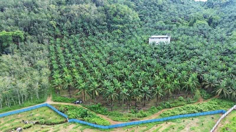 Agricultural Land for Sale in Sungai Siput (Perak) - Ivan Tai - PropertyGuru.com.my