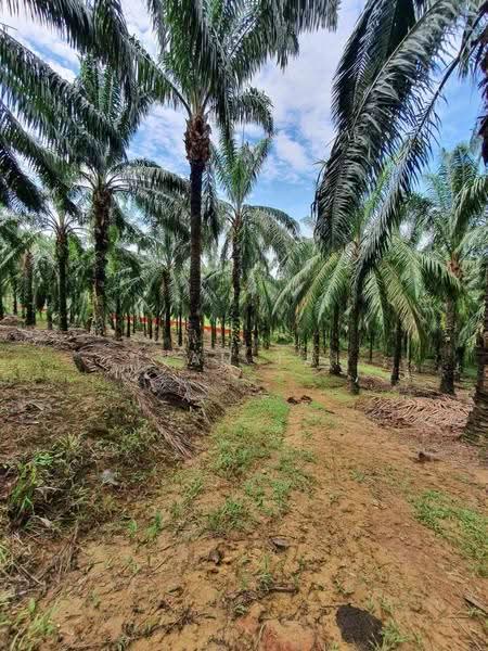 Agricultural Land for Sale in Sungai Siput (Perak) - Ivan Tai - PropertyGuru.com.my