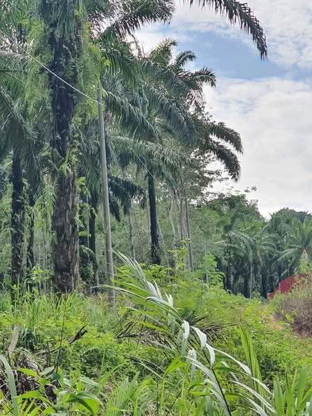 Agricultural Land for Sale in Sungai Siput (Perak) - Ivan Tai - PropertyGuru.com.my
