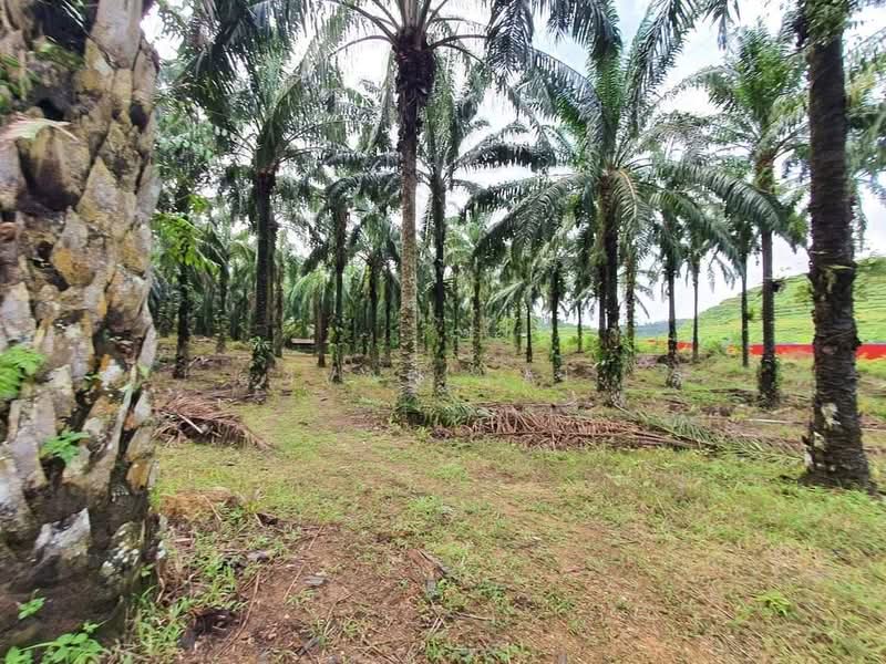 Agricultural Land for Sale in Sungai Siput (Perak) - Ivan Tai - PropertyGuru.com.my