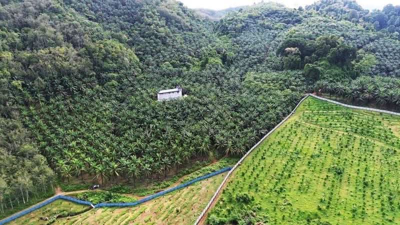 Agricultural Land for Sale in Sungai Siput (Perak) - Ivan Tai - PropertyGuru.com.my