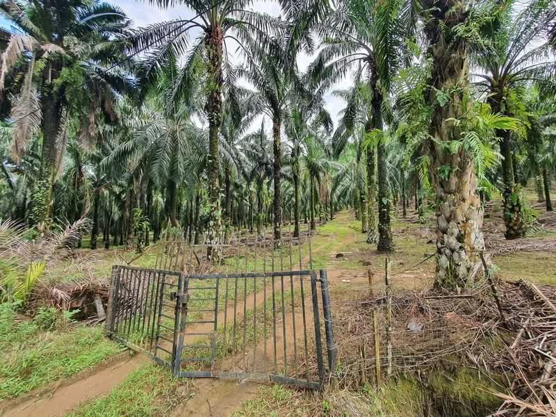 Agricultural Land for Sale in Sungai Siput (Perak) - Ivan Tai - PropertyGuru.com.my