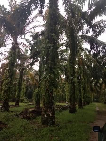 Agricultural Land for Sale in Batang Berjuntai (Selangor) - Alvin Seah - Exterior - PropertyGuru.com.my