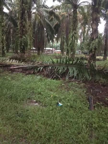 Agricultural Land for Sale in Batang Berjuntai (Selangor) - Alvin Seah - Exterior - PropertyGuru.com.my
