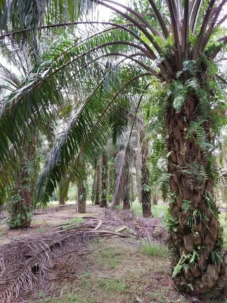 Tanah Pertanian untuk Dijual di Kota Tinggi (Johor) - Christine Cham - Exterior - PropertyGuru.com.my