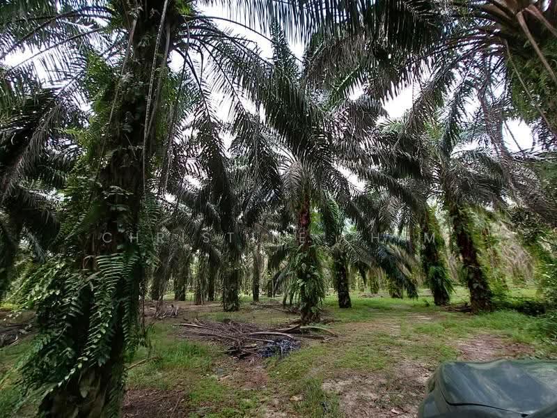 Tanah Pertanian untuk Dijual di Kota Tinggi (Johor) - Christine Cham - Garden - PropertyGuru.com.my