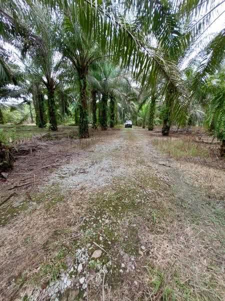 Tanah Pertanian untuk Dijual di Kota Tinggi (Johor) - Christine Cham - Exterior - PropertyGuru.com.my