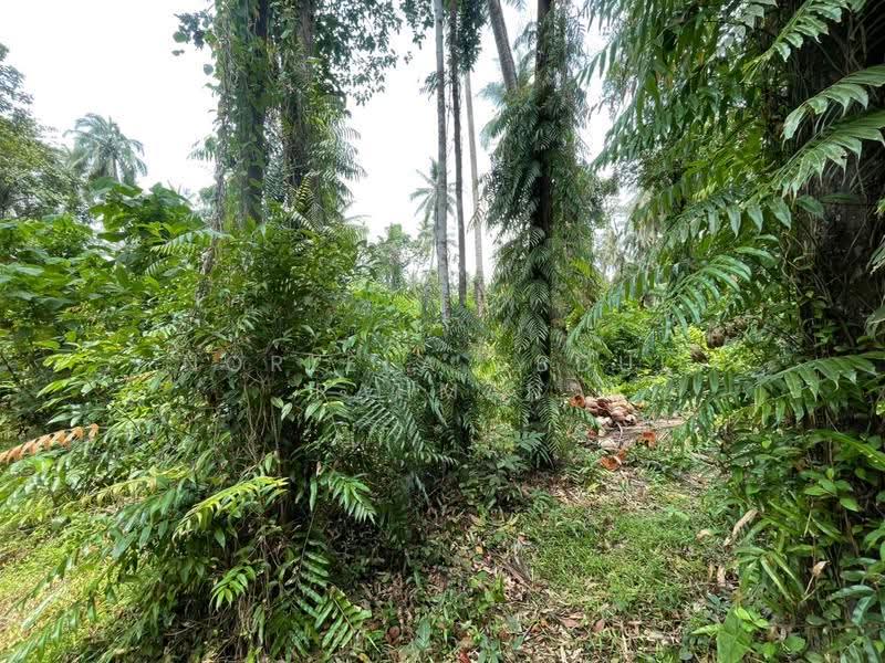 Tanah Pertanian untuk Dijual di Tumpat (Kelantan) - Norlela Abdul Rahman - Exterior - PropertyGuru.com.my