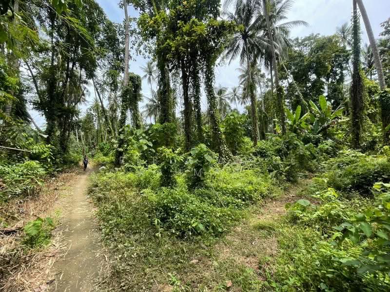Tanah Pertanian untuk Dijual di Tumpat (Kelantan) - Norlela Abdul Rahman - Exterior - PropertyGuru.com.my