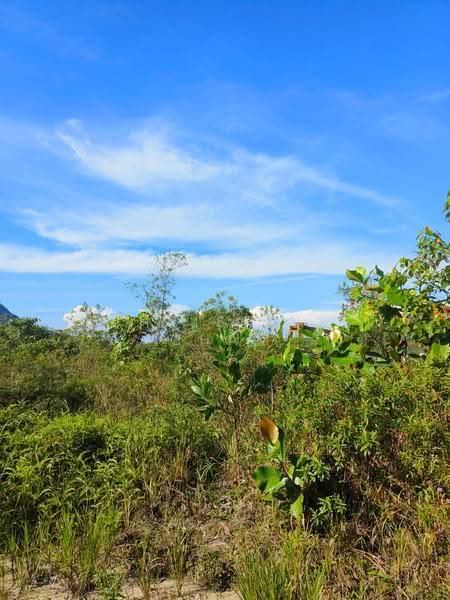 Tanah Pertanian untuk Dijual di Kota Tinggi (Kota Tinggi) - Christine Cham - Exterior - PropertyGuru.com.my