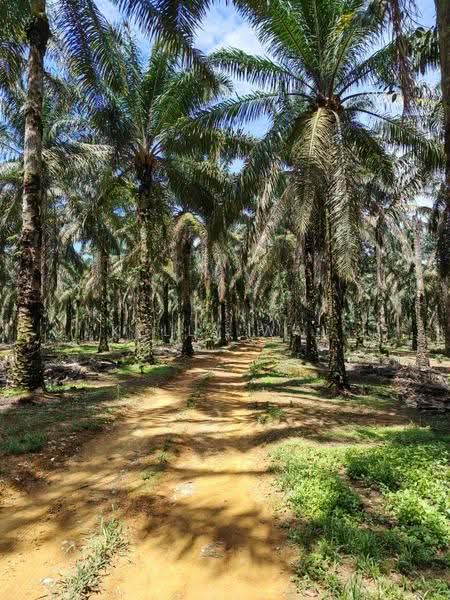 Tanah Pertanian untuk Dijual di Senai (Johor) - Kelly Wai - Exterior - PropertyGuru.com.my