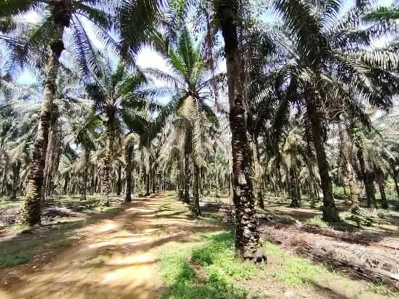 Tanah Pertanian untuk Dijual di Senai (Johor) - Kelly Wai - Exterior - PropertyGuru.com.my