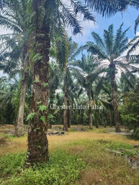 Tanah Pertanian untuk Dijual di Kampung Bindu (Batu Pahat) - ZG Law - Exterior - PropertyGuru.com.my