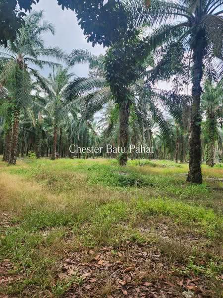 Tanah Pertanian untuk Dijual di Kampung Bindu (Batu Pahat) - ZG Law - Exterior - PropertyGuru.com.my
