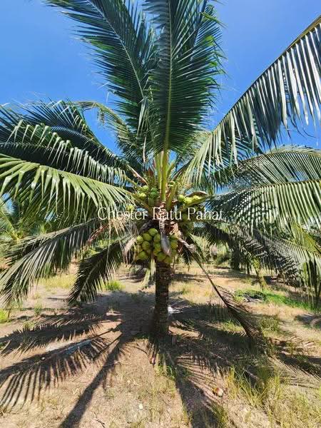 Tanah Pertanian untuk Dijual di Kampung Minyak Beku (Senggarang) - ZG Law - Exterior - PropertyGuru.com.my