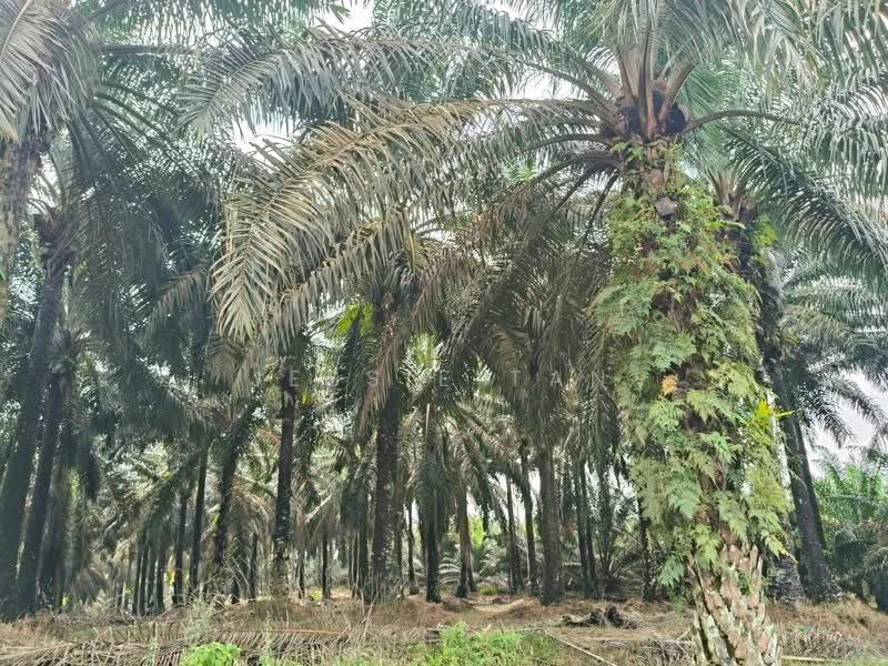 Tanah Pertanian untuk Dijual di Kulai (Johor) - Jessie Tan - Exterior - PropertyGuru.com.my