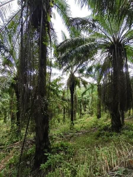 Agricultural Land for Sale in Kluang (Johor) - Jessie Tan - Exterior - PropertyGuru.com.my