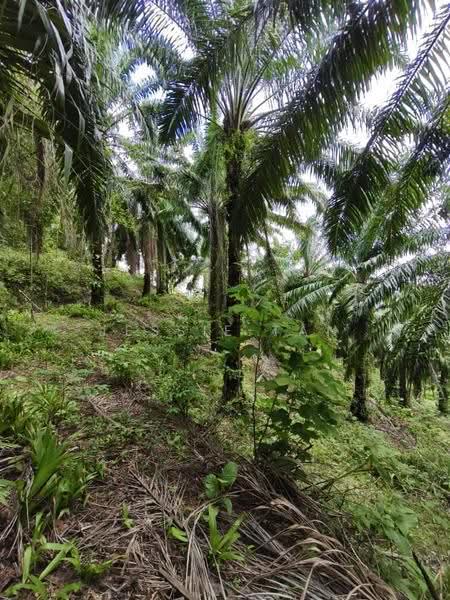 Agricultural Land for Sale in Kluang (Johor) - Jessie Tan - Exterior - PropertyGuru.com.my