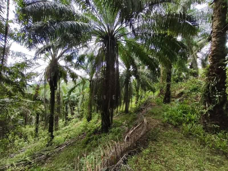 Agricultural Land for Sale in Kluang (Johor) - Jessie Tan - Exterior - PropertyGuru.com.my