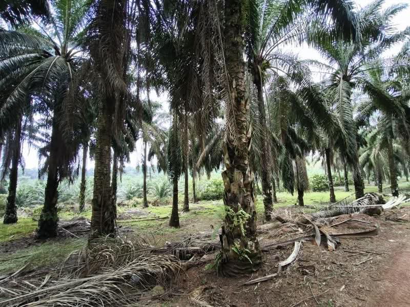 Agricultural Land for Sale in Kluang (Johor) - Jessie Tan - Exterior - PropertyGuru.com.my