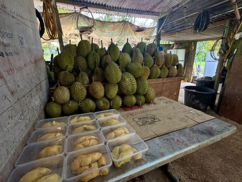 Agricultural Land for Sale in Segamat (Johor) - Jessie Tan - PropertyGuru.com.my