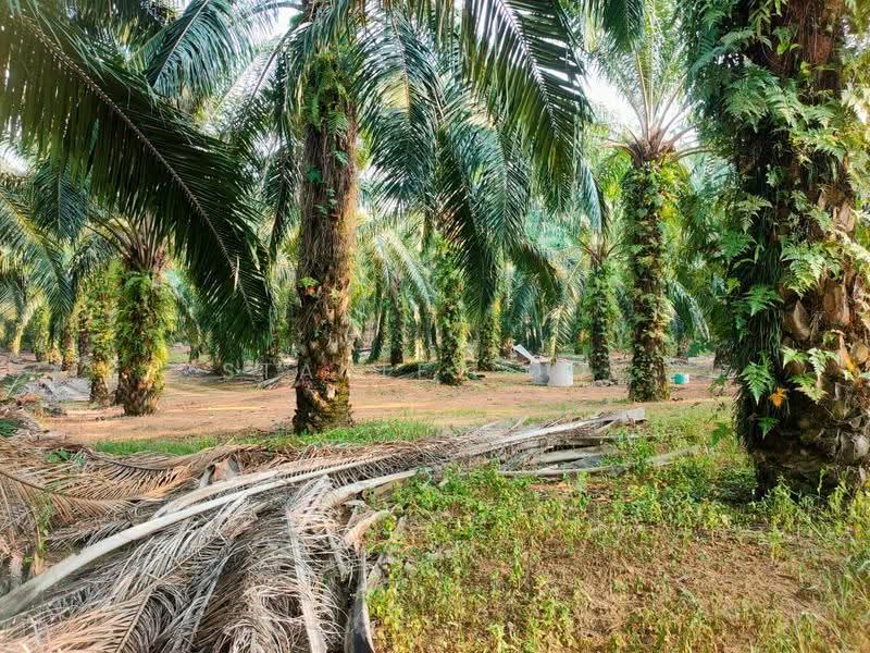 Tanah Pertanian untuk Dijual di Port Dickson (Negeri Sembilan) - Stanley Ooi - Exterior - PropertyGuru.com.my