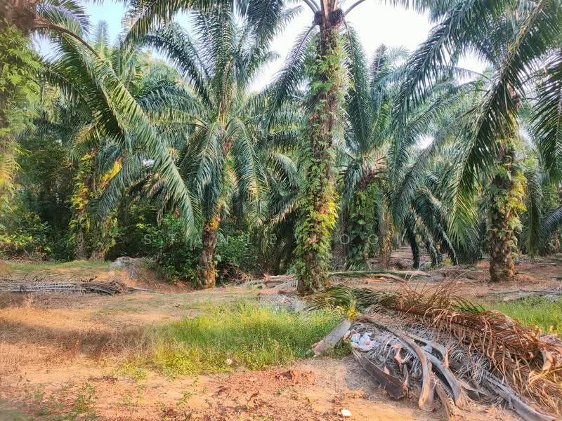 Tanah Pertanian untuk Dijual di Port Dickson (Negeri Sembilan) - Stanley Ooi - Exterior - PropertyGuru.com.my