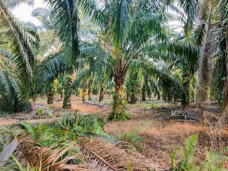 Tanah Pertanian untuk Dijual di Port Dickson (Negeri Sembilan) - Stanley Ooi - Exterior - PropertyGuru.com.my