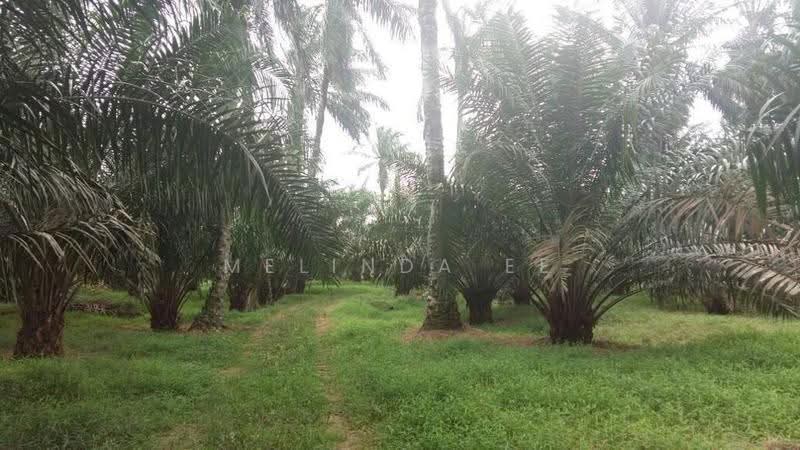 Tanah Pertanian untuk Disewa di Tanjung Kupang (Iskandar Puteri (Nusajaya)) - Melinda Ee - Exterior - PropertyGuru.com.my