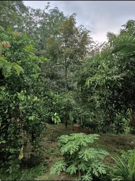 Agricultural Land for Sale in Segamat (Johor) - Allen Kee - PropertyGuru.com.my